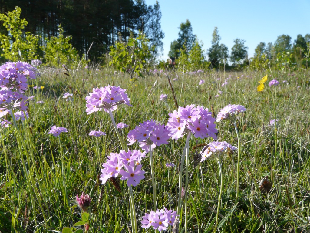 Majvivor Herrestad äng Tåkern