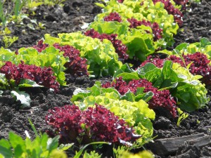 sallad på rad i Tåkerns trädgård